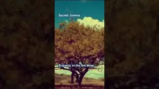 Sacred Jurema | Psychedelic  #psychedelicdub #reverence #iamusic #reggae