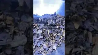 FRONTO/GRABBA LEAF