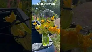 Pollinating an Atlantic Giant Pumpkin 🎃 #pumpkin #gardening #garden #pollinators #nature #farming
