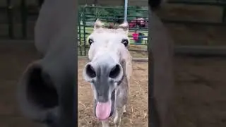 Horse kicks annoying donkey