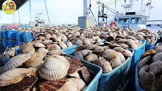 Scallops Farm, Scallops, Oysters, Mussels Processing Process in The actory | Processing Factory