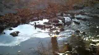 Ducks swimming upstream at Murray City Park