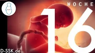 16. SSW / 16. Schwangerschaftswoche ✪ So entwickelt sich Dein Baby im Bauch