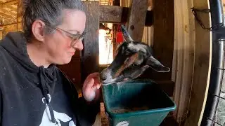Goodbye Goats, Hello Baby Rabbits! (3 goats are leaving the homestead)