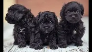 Poodle puppy bottle feeding