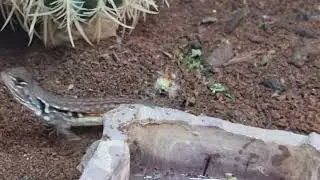 Smooth-scaled ground agamid lizard