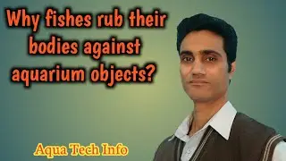 #260. Why fishes rub their bodies against aquarium objects. (in Hindi)