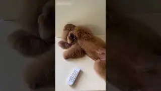 My Dog Freaked Out When the Air Conditioner Broke