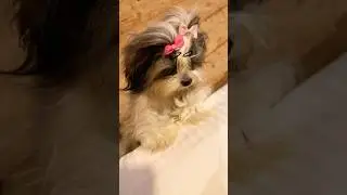 Shihtzhu #shihtzu #puppy #dog #pets #shorts #YouTube #Viral #cutedog #cute #trending #dogshorts