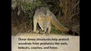 Woodrats: The innkeepers of the woods