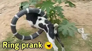 Ring Prank on Dog so Funny Videos Prank Video TRY NOT TO LAUG