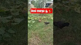 #🐓#DesiMurga#shorts#villagelife