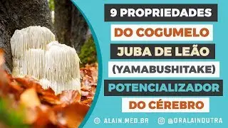 9 propriedades do Cogumelo Juba de Leão (Yamabushitake): Potencializador do Cérebro