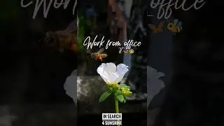 Wake up. Find flowers. Collect nectar. Sleep. Repeat. - Work life of 🦋🐝 #worklifebalance