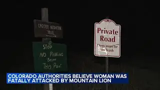 Woman killed in suspected mountain lion attack while hiking in Colorado