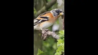 Brambling bird #Shorts