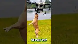 Dog vs drone #shorts #animals #wildlife #dogvsdrone #dog #drone #youtubeshorts #trending #youtube