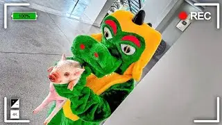A CUCA levou nosso Porquinho 😭