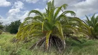 Canary Island Date Palm  and Triple Trunk Chinese Fan Palm Farm  #garden #palmtrees  #treeplanting