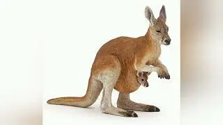 Kangaroo Explained: Habitat, Behavior & Facts&rdquo;