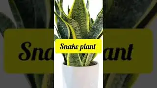 Top Highest Oxygen Producing Indoor Plants #shorts #viral #youtube #organic #garden