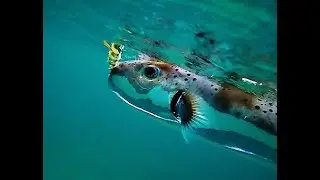 Northwest Blowie Destroys Squid Jig, But There's Still Plenty of Squid!