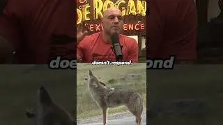 when coyotes howl