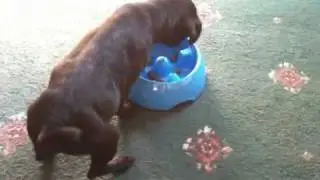 Timber the Pug puppy gets a new Go-Slow food bowl