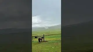 Rain-Kissed Serenity in the Mongolian Countryside 🌧️🏡