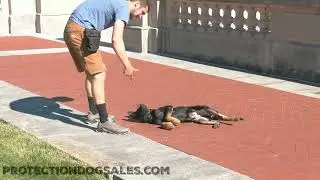 Amazing Young GSD Pup 