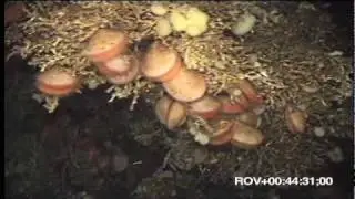Cold Water Corals in Tysfjord