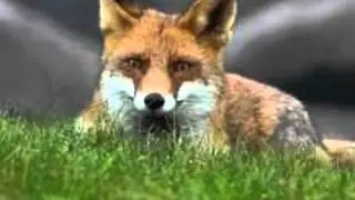 Dolfje Weerwolfje 2 | Film #2