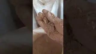 FACTORY OF JOSS POWDER/ GLUE POWDER/ LITSEA GLUTINOSA