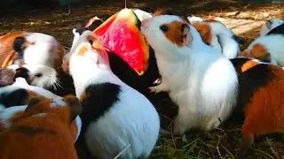 Cute guinea pig eating ASMR, baby eating animals ASMR, colorful guinea pig eating watermelon 