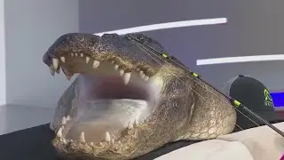 Florida hunter shares struggle to catch record-breaking 920-pound alligator