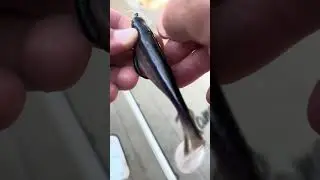 Bottom Bouncing Swimbaits