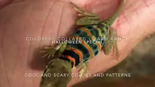 Collared Lizard Halloween Special