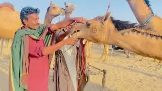 Camel video￼ 🐪 camel video Tark camel babycamel videocamel ideos