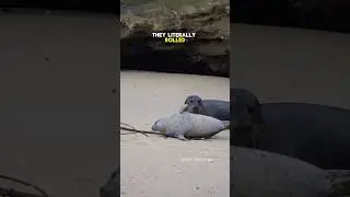 Baby seal uses special TRICK to escape their mom #seal