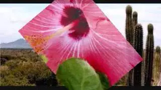 La Sonora de Paraguan&aacute; - Malditos Celos - Autor - D . D