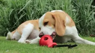 Hundeverschluckschutz - Boneguard&reg;