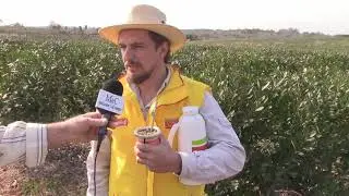Yerba Mate Cosecha Mecanizada.