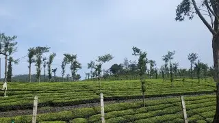 Tea Museum - Munnar (Kerala) 