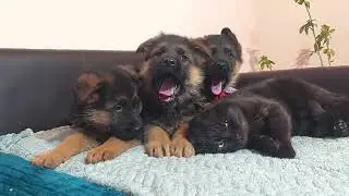 German Shepherd Puppies Meets An Angry Cat And They Wanna Welcome Her Like Crazy