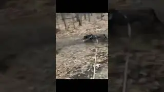 Dog Running #dog #doglover #shorts #catshorts