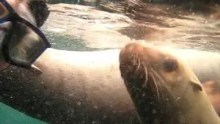 Dave and the sea lions #1
