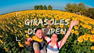 Este lugar parece de PELÍCULA | Los increíbles campos de GIRASOLES de Turén, Portuguesa 🌻🇻🇪