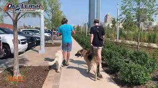 6 Month Old Pyrenees/Poodle (Pyredoodle) | Best Doodle Training | Offleash K9 | Board & Train | OK