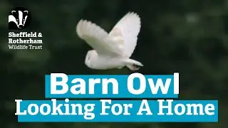 Barn owl looking for a home: Sheffield Lakeland Landscape Partnership