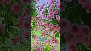 Dreamy pink flowers garden// fantasy flowers (13/4)
